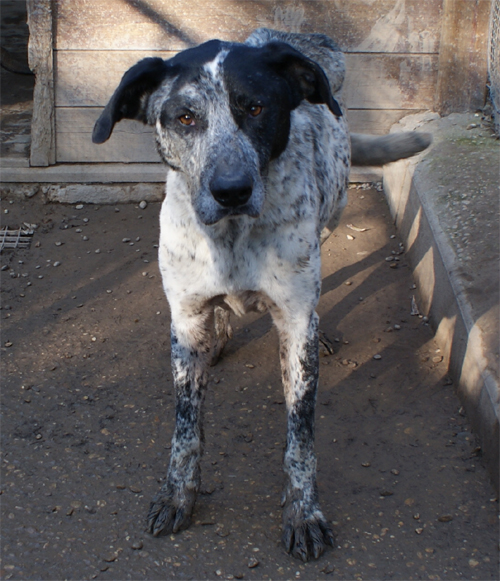 stracciatella_intero4.jpg