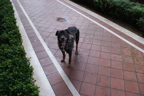 tigre_21.12.2012_n._3.jpg