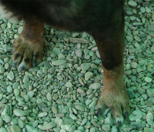 tigre_28.03.2012_n._2.jpg
