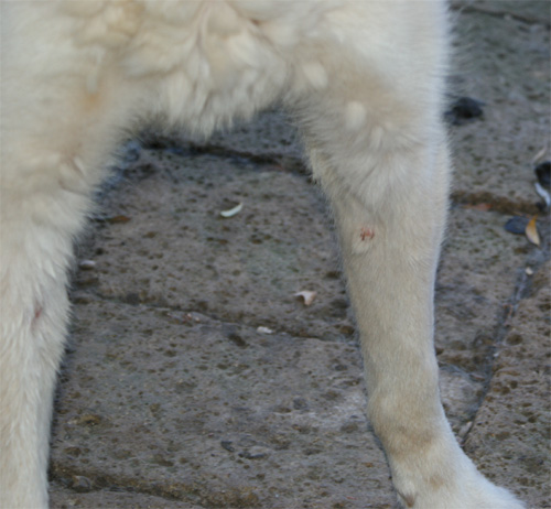 ulisse_08.08.2012_n._2.jpg