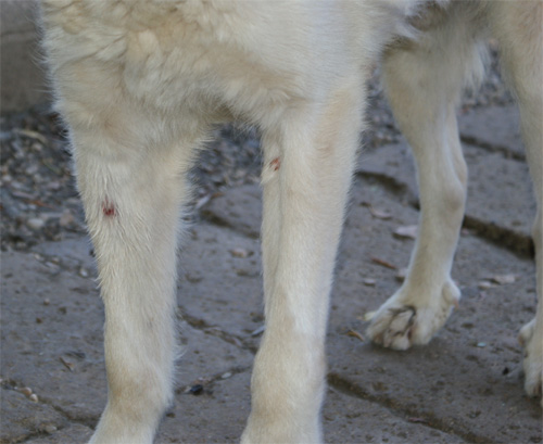 ulisse_08.08.2012_n._5.jpg