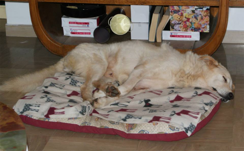 ulisse_che_dorme.jpg