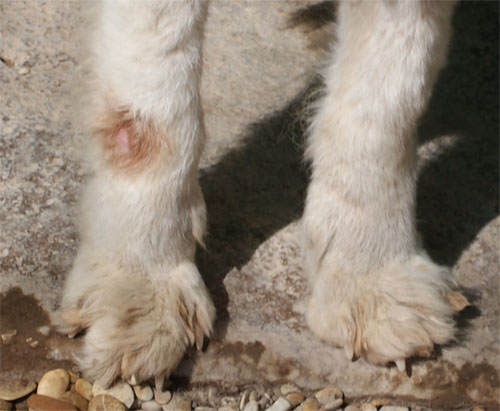 white_20.03.2012_n._2.jpg
