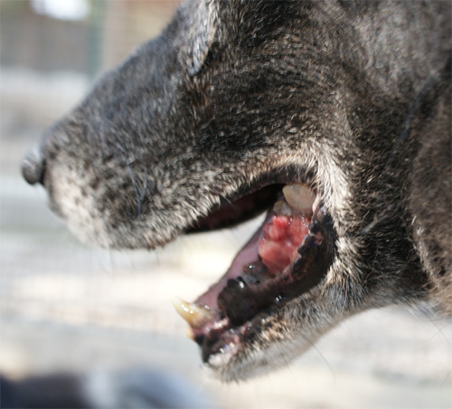 zorro_10.09.2012_n._2.jpg