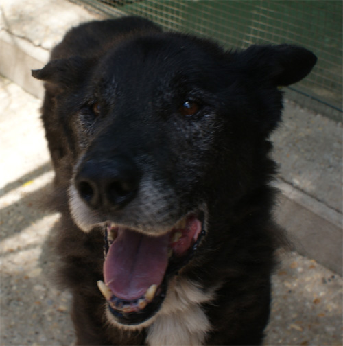 zorro_8.06.2012_n._2.jpg